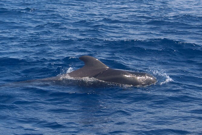 Tenerife Whale Watching and Snorkeling Yacht Trip - Is $62.68 good value?