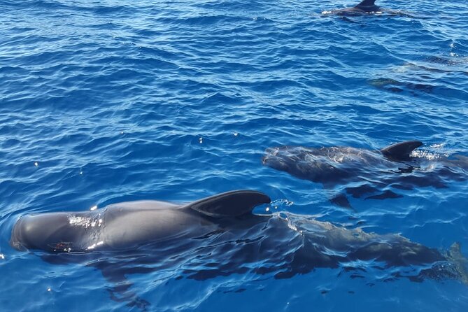 Tenerife Whale Watching and Snorkeling Yacht Trip - Whale and dolphin watching in the open Atlantic