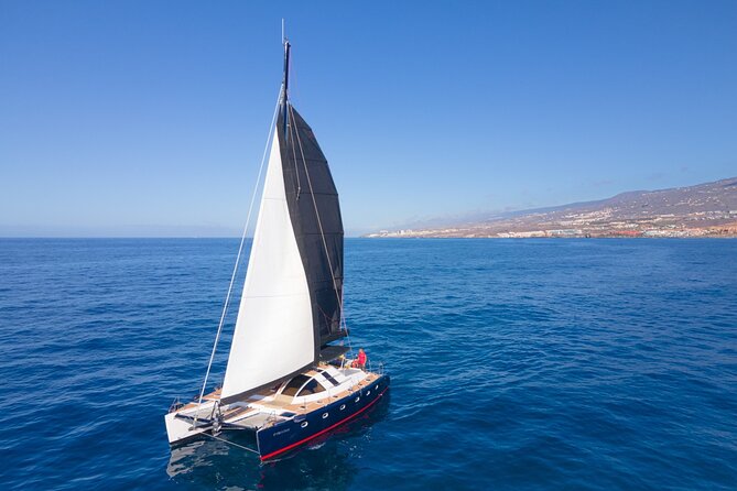 Tenerife Whale watching on private charter - What the Private Price Really Buys You