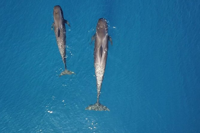 Tenerife Whale watching on private charter - Crew Service and the Details That Matter
