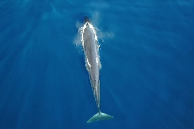 Tenerife Whales and Dolphins Watching Experience in Catamaran - A small boat makes a big difference