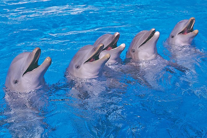Ticket to Aqualand Tenerife - Six hours of water fun in Costa Adeje
