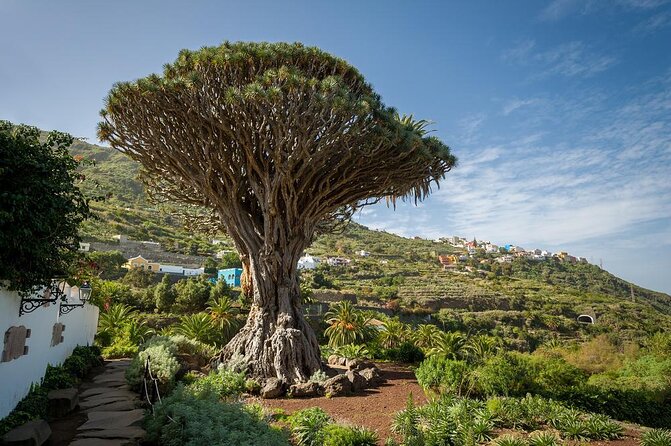 Ticket to Parque del Drago in Tenerife - Key points about Parque del Drago