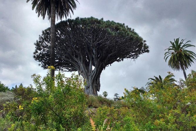Ticket to Parque del Drago in Tenerife - Reserved entry and the $8.10 price