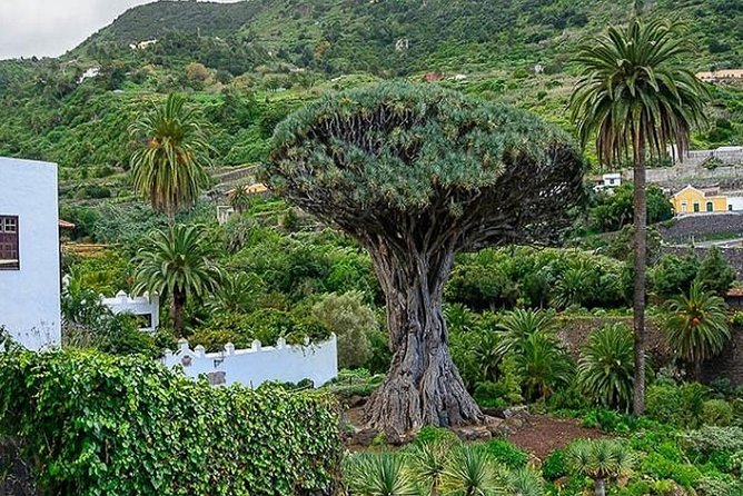 Ticket to Parque del Drago in Tenerife - Who will get the most from this ticket