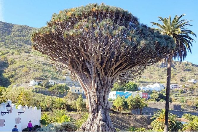 Ticket to Parque del Drago in Tenerife - Walking the 90-minute ecological route