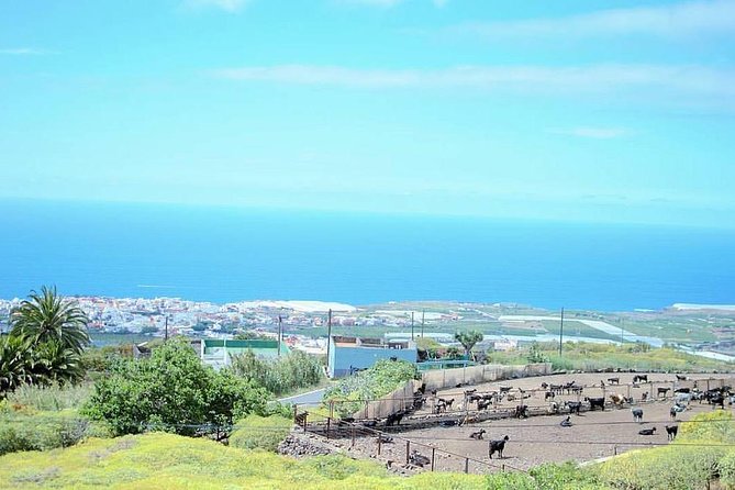 Tour Around the Island - Private VIP Tour in Tenerife - El Drago Milenario at Icod de los Vinos