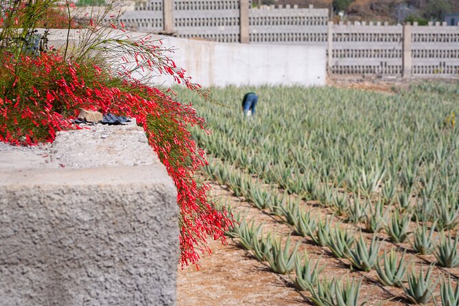 Tour Visiting banana plantation and winery in Tenerife - Finca Las Margaritas and Tenerife’s banana culture