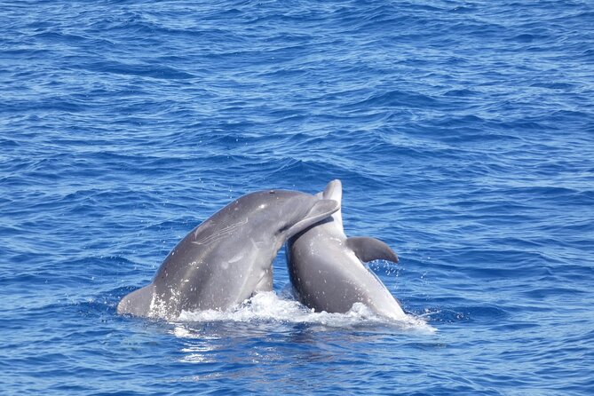 Tour with Whale and Dolphin Watching plus food included - The boarding process is the weak point