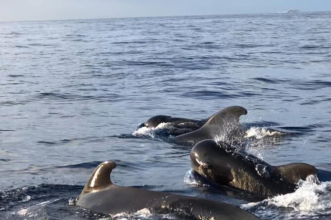 Tour with Whale and Dolphin Watching plus food included - A practical plan for the day