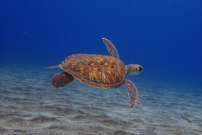 Try Dive in Abades Bay with a private instructor - Key details before you book