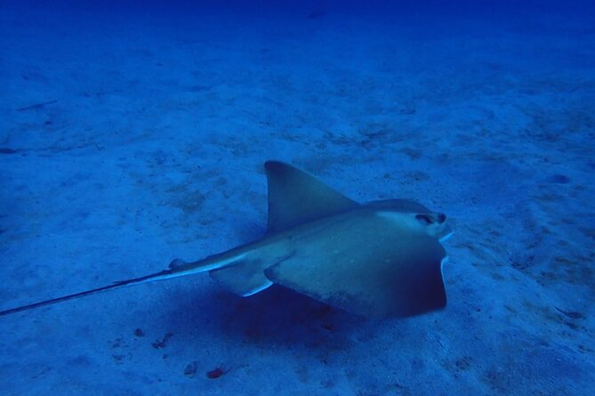 Try Dive in Abades Bay with a private instructor - Why Abades works well for a first scuba session