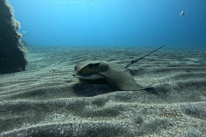 Try Dive in Abades Bay with a private instructor - Meeting Tenerife’s volcanic house reef