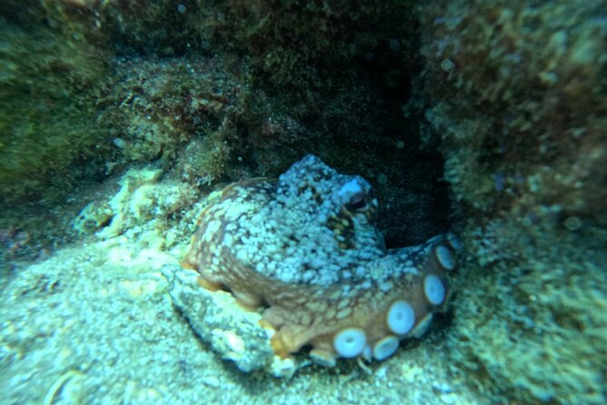 Try Dive in Abades Bay with a private instructor - How personal instruction changes the experience