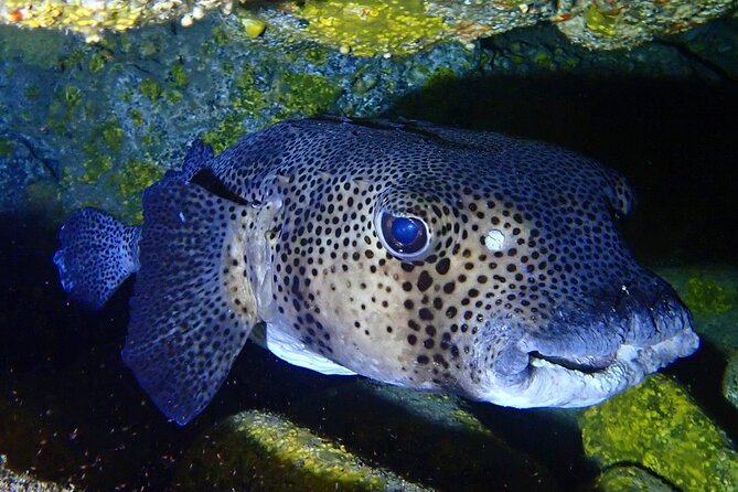 Try Dive in Abades Bay with a private instructor - Health requirements and timing after the session