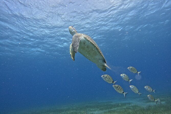 Try Dive in Abades Bay with a private instructor - Arriving at Zeus Dive Center at 9:00 am