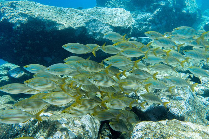 Try Dive - PADI Discover Scuba Diving in Tenerife - Getting comfortable beneath the surface