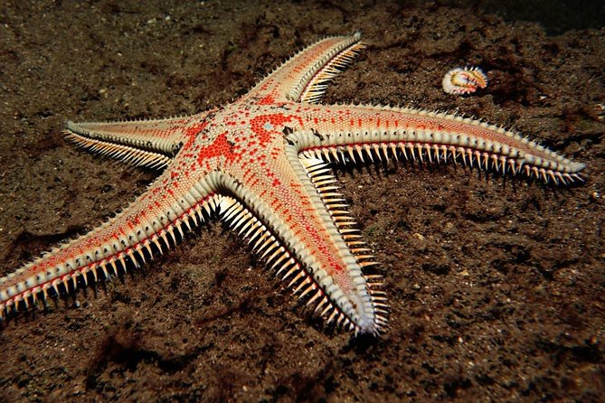Try Dive - PADI Discover Scuba Diving in Tenerife - What the instructors add for nervous beginners