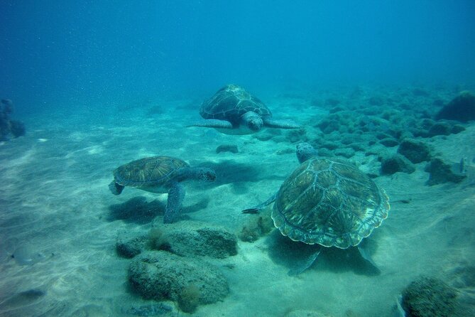 Try Scuba Diving in a turtle area (boat) - Marine life you might see