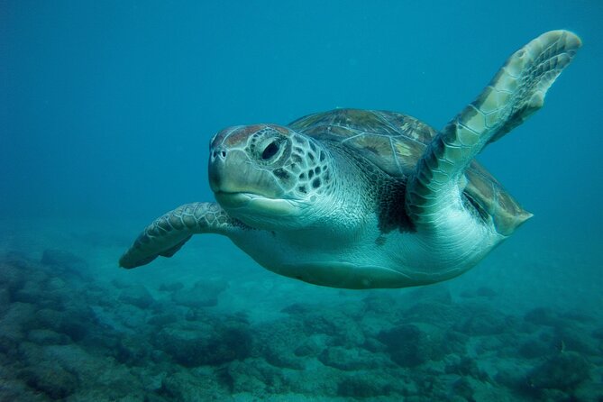 Try Scuba Diving in a turtle area (boat) - How the price works out at $84.66