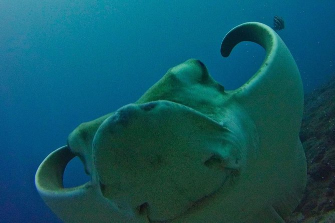 TRY SCUBA DIVING with a Dedicated Instructor - Key things to know before booking