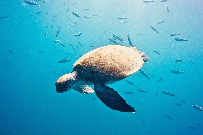 TRY SCUBA DIVING with a Dedicated Instructor - Starting at LJ Diving Tenerife in Las Galletas