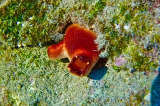TRY SCUBA DIVING with a Dedicated Instructor - Taking the boat from the coast to the site