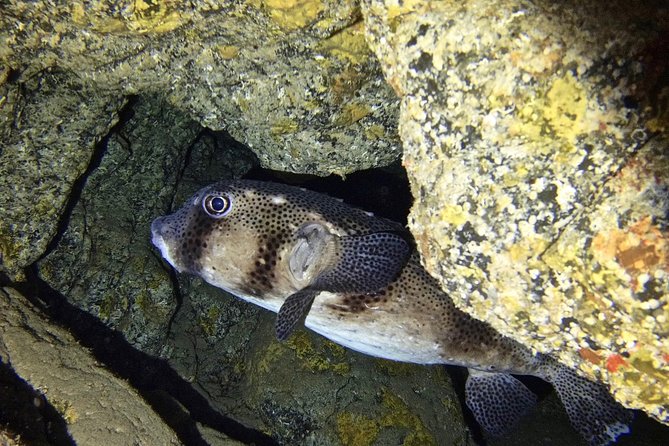 TRY SCUBA DIVING with a Dedicated Instructor - The briefing makes this suitable for beginners