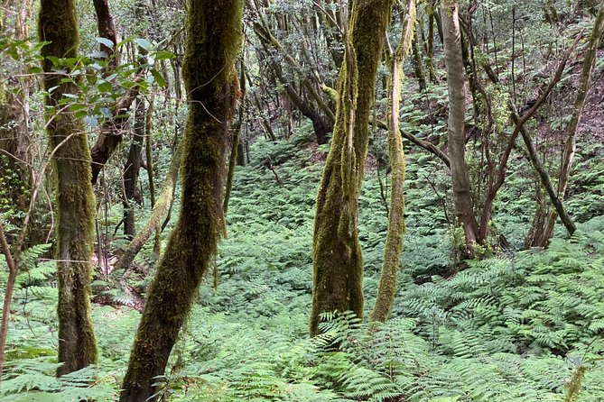 VIP tour of La Gomera from Tenerife - La Laguna Grande and the laurel forest