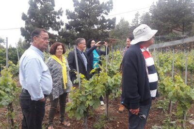 Visit to Arafo Mountain Vineyard and Organic Wine Tasting