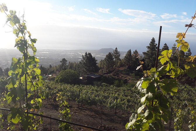 Visit to Arafo Mountain Vineyard and Organic Wine Tasting - Is $78.02 a fair price?