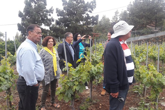 Visit to Arafo Mountain Vineyard and Organic Wine Tasting - Meeting in Arafo, then riding up to the vineyard