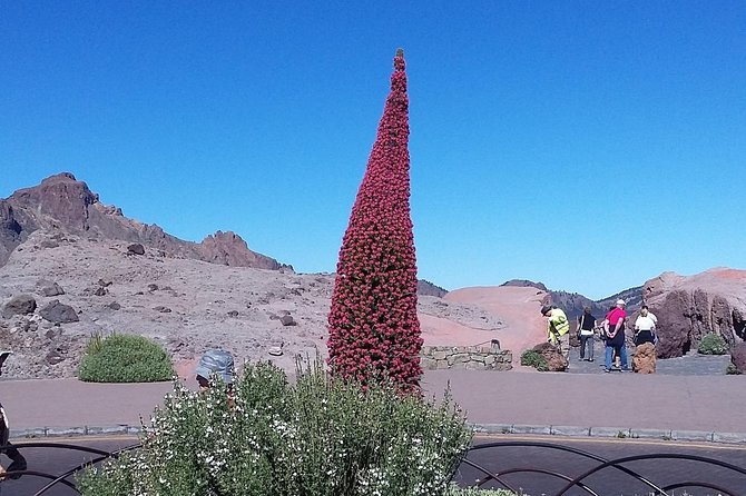 Volcano Teide - Masca ravine. Guided Tour from Puerto de la Cruz - Tenerife - Garachico, lava, and a changed town