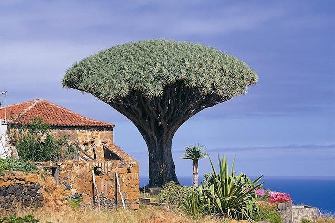 Volcano Teide - Masca ravine. Guided Tour from Puerto de la Cruz - Tenerife - Teide National Park at 2,350 metres