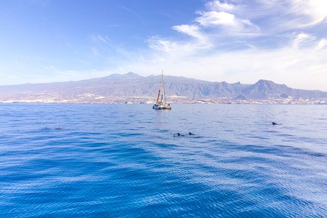 Watching and Listening Whales visiting Los Gigantes&Masca. Food&drinks included - Setting out from Puerto Colón at 10:30