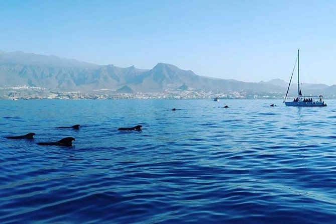 Whale and Dolphin Small Group Sailing from Tenerife South - Simple food, snacks, and drinks on board