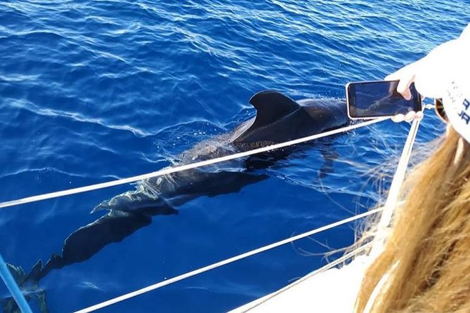 Whale and Dolphin Small Group Sailing from Tenerife South - The ride itself: calm sailing or rough water