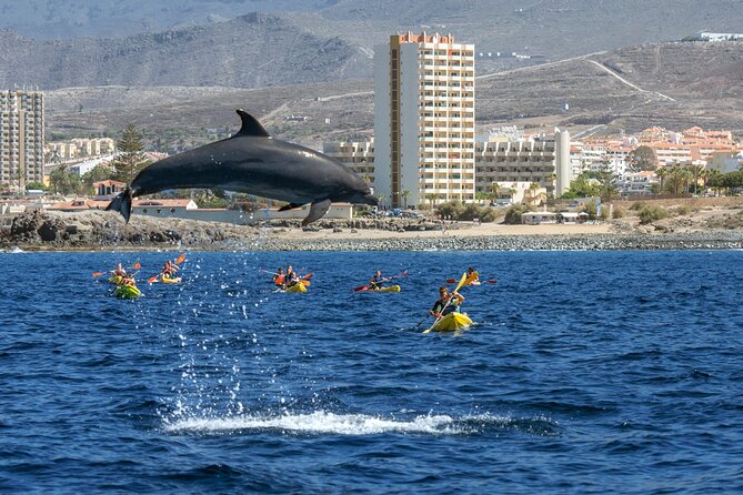 Whale and Dolphin Watching EcoAdventure in Tenerife - Key points at a glance