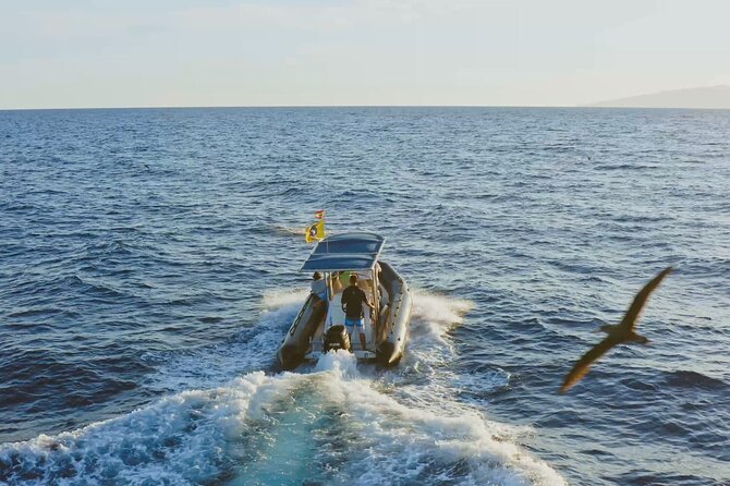 Whale and Dolphin Watching EcoAdventure in Tenerife - Setting out from Costa Adeje