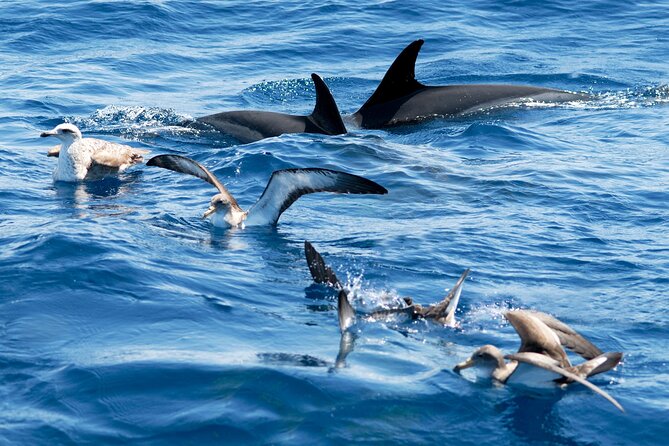 Whale and Dolphin Watching EcoAdventure in Tenerife - Responsible wildlife watching, not a guaranteed animal show