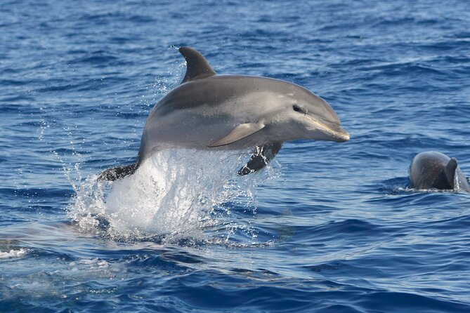 Whale and Dolphin Watching EcoAdventure in Tenerife - What the sightings can be like