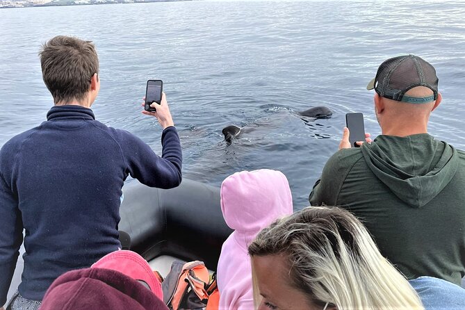 Whale and Dolphin Watching EcoAdventure in Tenerife - Price and value at $65.17