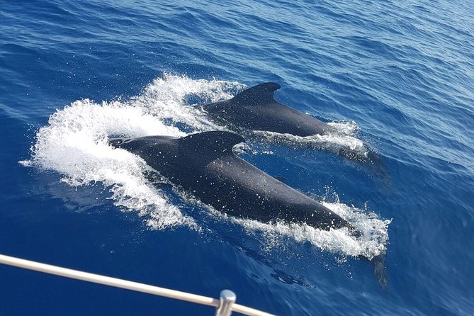 Whale and Dolphin Watching Sailing Boat with Drinks, Snacks and Swimming Time - Setting out from Puerto Colón in Costa Adeje