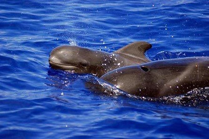 Whale and Dolphin Watching Sailing Boat with Drinks, Snacks and Swimming Time - Captains who shape the experience
