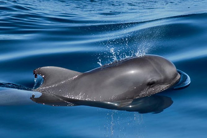 Whale and Dolphin Watching Sailing Boat with Drinks, Snacks and Swimming Time - What is served on board