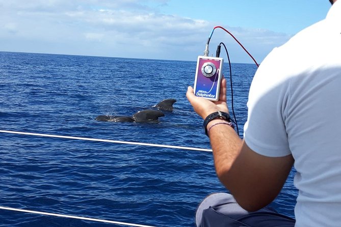 Whale and Dolphin Watching Sailing Boat with Drinks, Snacks and Swimming Time - Sea conditions and seasickness