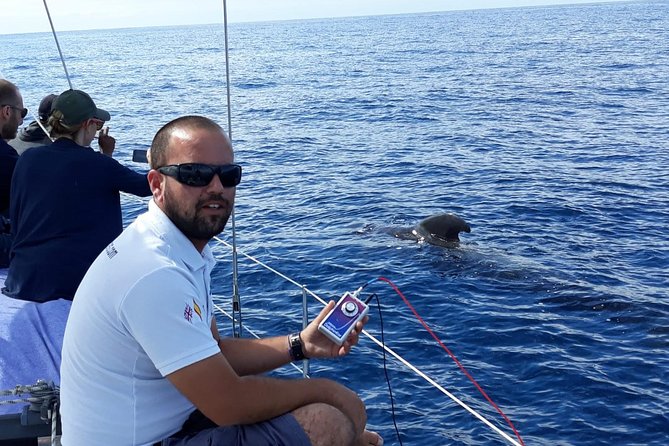 Whale and Dolphin Watching Sailing Boat with Drinks, Snacks and Swimming Time - Is $78.44 a fair price?