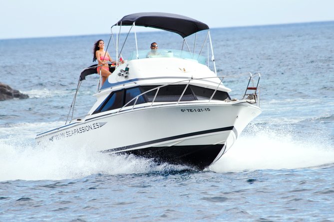 Whale and dolphin watching tour Los Gigantes and Masca in small groups - Key points at a glance