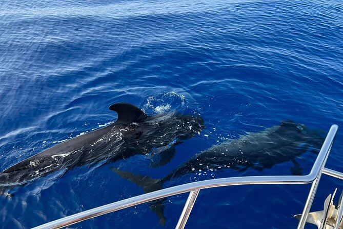 Whale and dolphin watching tour Los Gigantes and Masca in small groups - Setting out from Playa San Juan at 10:00 am