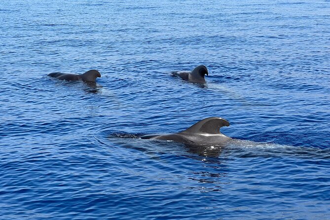 Whale and dolphin watching tour Los Gigantes and Masca in small groups - Seeing Los Gigantes from the water